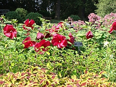 173 Longwood Gardens [2008 August 23]